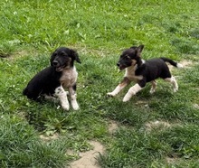HUGO, Hund, Mischlingshund in Ungarn - Bild 7