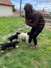 HUGO, Hund, Mischlingshund in Ungarn - Bild 8