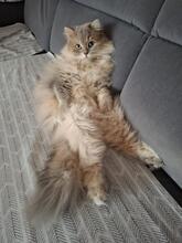 BUBI, Katze, Britisch Langhaar in München - Bild 1