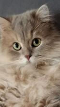 BUBI, Katze, Britisch Langhaar in München - Bild 2