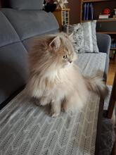 BUBI, Katze, Britisch Langhaar in München - Bild 3