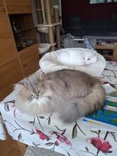 BUBI, Katze, Britisch Langhaar in München - Bild 4