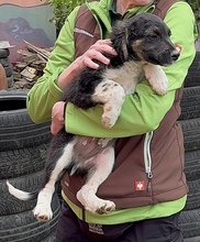 HILDA, Hund, Mischlingshund in Ungarn - Bild 2