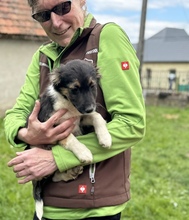 HILDA, Hund, Mischlingshund in Ungarn - Bild 3