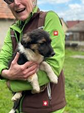 HILDA, Hund, Mischlingshund in Ungarn - Bild 4