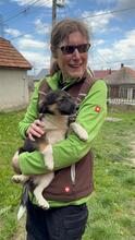 HILDA, Hund, Mischlingshund in Ungarn - Bild 5