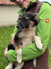 HILDA, Hund, Mischlingshund in Ungarn - Bild 6