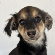 JOSIE, Hund, Mischlingshund in Bochum - Bild 1