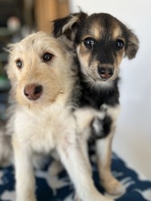 JOSIE, Hund, Mischlingshund in Bochum - Bild 10