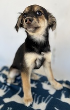 JOSIE, Hund, Mischlingshund in Bochum - Bild 2