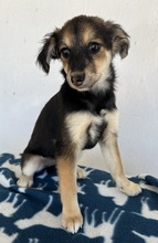 JOSIE, Hund, Mischlingshund in Bochum - Bild 4