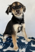 JOSIE, Hund, Mischlingshund in Bochum - Bild 6