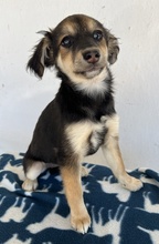 JOSIE, Hund, Mischlingshund in Bochum - Bild 7