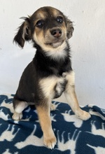JOSIE, Hund, Mischlingshund in Bochum - Bild 8