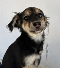 JOSIE, Hund, Mischlingshund in Bochum - Bild 9