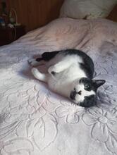 AMELIA, Katze, Europäisch Kurzhaar in Spanien - Bild 2