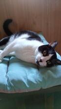 AMELIA, Katze, Europäisch Kurzhaar in Spanien - Bild 3