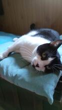 AMELIA, Katze, Europäisch Kurzhaar in Spanien - Bild 4