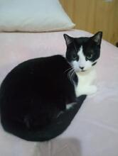 AMELIA, Katze, Europäisch Kurzhaar in Spanien - Bild 5
