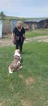 SINJA, Hund, Mischlingshund in Rumänien - Bild 10