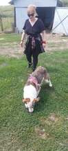 SINJA, Hund, Mischlingshund in Rumänien - Bild 11