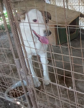SINJA, Hund, Mischlingshund in Rumänien - Bild 13