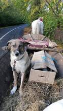 SINJA, Hund, Mischlingshund in Rumänien - Bild 17