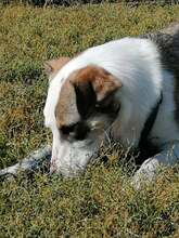 SINJA, Hund, Mischlingshund in Rumänien - Bild 8