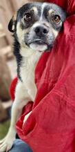RUDI, Hund, Mischlingshund in Rumänien - Bild 11