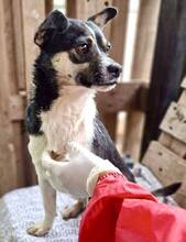RUDI, Hund, Mischlingshund in Rumänien - Bild 13