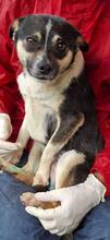 RUDI, Hund, Mischlingshund in Rumänien - Bild 3