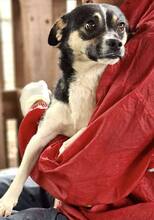 RUDI, Hund, Mischlingshund in Rumänien - Bild 9