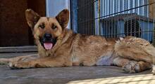 SANSA, Hund, Mischlingshund in Rumänien - Bild 10