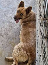 SANSA, Hund, Mischlingshund in Rumänien - Bild 13