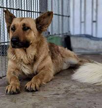 SANSA, Hund, Mischlingshund in Rumänien - Bild 14