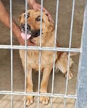 SANSA, Hund, Mischlingshund in Rumänien - Bild 2