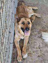 SANSA, Hund, Mischlingshund in Rumänien - Bild 4