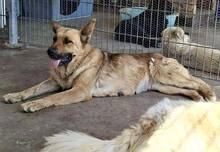 SANSA, Hund, Mischlingshund in Rumänien - Bild 6