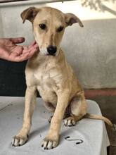 DUNJA, Hund, Mischlingshund in Rumänien - Bild 11