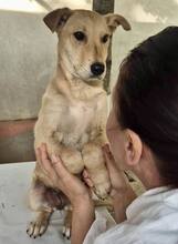 DUNJA, Hund, Mischlingshund in Rumänien - Bild 13