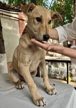 DUNJA, Hund, Mischlingshund in Rumänien - Bild 14