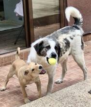 DUNJA, Hund, Mischlingshund in Rumänien - Bild 15