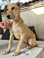 DUNJA, Hund, Mischlingshund in Rumänien - Bild 3