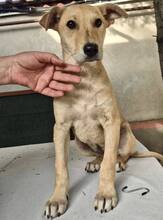 DUNJA, Hund, Mischlingshund in Rumänien - Bild 4