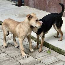 DUNJA, Hund, Mischlingshund in Rumänien - Bild 5