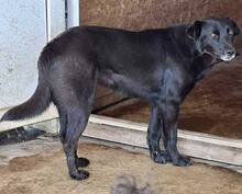 INOLA, Hund, Mischlingshund in Rumänien - Bild 11
