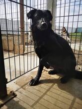 INOLA, Hund, Mischlingshund in Rumänien - Bild 12