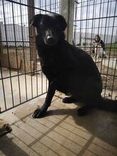 INOLA, Hund, Mischlingshund in Rumänien - Bild 13