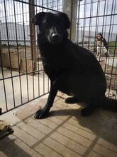 INOLA, Hund, Mischlingshund in Rumänien - Bild 14
