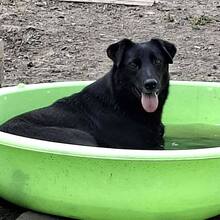 INOLA, Hund, Mischlingshund in Rumänien - Bild 2